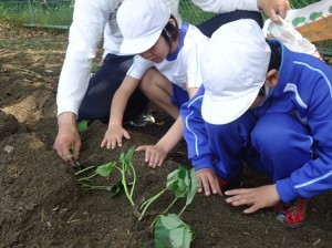 A小　野菜を植えたよ